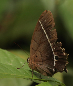 Bolivian Brown Morpho. Antirrhea philoctetes avernus. Caranavi d. 21 January 2010. Photographer; Lars Andersen