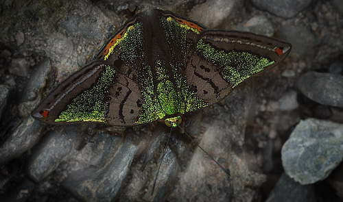 Caranavi, Yungas, Bolivia d. 19 January 2010. Photographer; Lars Andersen