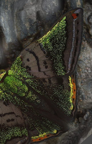 Caranavi, Yungas, Bolivia d. 19 January 2010. Photographer; Lars Andersen