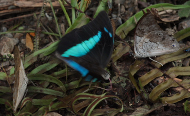 Archaeoprepona demophoon (Hbner, [1814]) and -. Caranavi, Yungas. d. 19 january 2010. Photographer: Lars Andersen