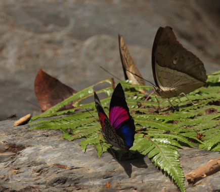 Agrias claudina lugens. Caranavi, Yungas. d. 27 january 2010. Photographer: Lars Andersen