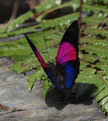 Godart's Agrias, Agrias claudina lugens. Caranavi, Yungas. d. 27 january 2010. Photographer: Lars Andersen