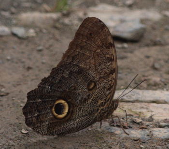 Forest Giant Owl (Caligo eurilochus livius). Caranavi, Yungas. d. 28 january 2010. Photographer: Lars Andersen