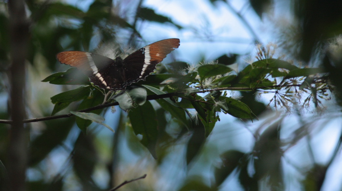 Rusty-tipped Page (Siproeta epaphus). Caranavi, Yungas d. 28 januar 2010. Photographer Lars Andersen