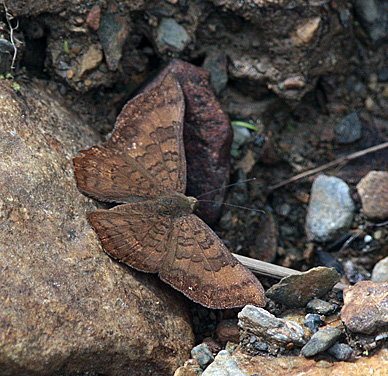 Agularis Metalmark (Emesis angularis). Kori Wayku inca trail, Yungas, Bolivia d. 1 february 2010. Photographer; Lars Andersen