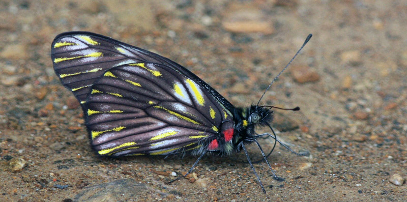 Darkened Dartwhite, Catasticta ctemene ssp. alma (Hopffer, 1874). Kori Wayku inca trail 1985 m., Yungas, Bolivia d. 1 february 2010. Photographer; Lars Andersen