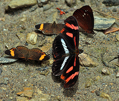 Podotricha telesiphe.Kori Wayku inca trail, Yungas, Bolivia d. 1 February 2010. Photographer: Lars Andersen