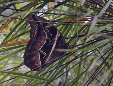 Double-spotted Owl (Eryphanis aesacus). Kori Wayku inca trail, Yungas. d. 2 february 2010. Photographer: Lars Andersen