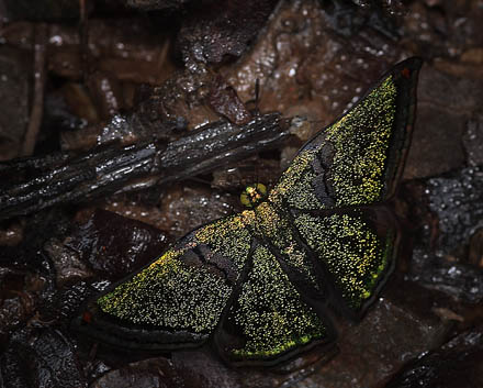 Brillantina, Caria plutargus. Caranavi, Yungas. d. 23 january 2010. Photographer: Lars Andersen