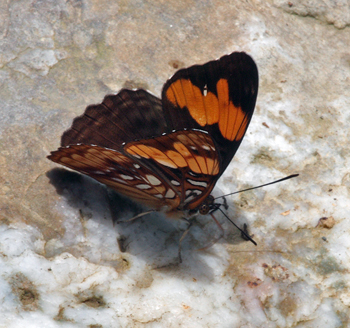 Irmina Sister, Adelpha irmina ssp. tumida (A. Butler, 1873). Kori Wayku inca trail 2380 m., Yungas, Bolivia d. 2 february 2010. Photographer; Lars Andersen