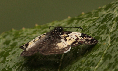 Laoma Skipper (Potomanaxas laoma. Kori Wayku inca trail, Yungas, Bolivia d. 2 february 2010. Photographer; Lars Andersen