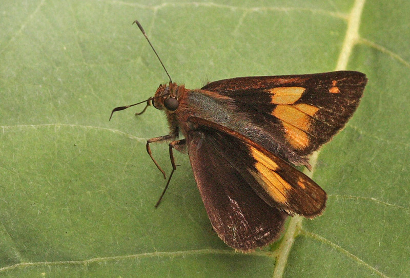 Lychnuchus pelta (Evans, 1955). Kori Wayku inca trail, Yungas, Bolivia d. 4 february 2010. Photographer; Lars Andersen