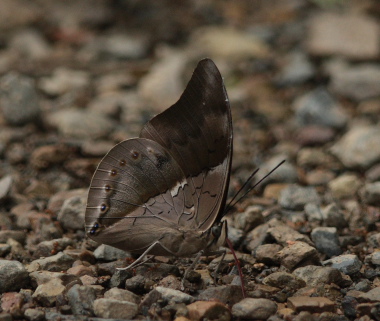 Noreppe chromus. Caranavi, Yungas. d. 23 january 2010. Photographer: Lars Andersen