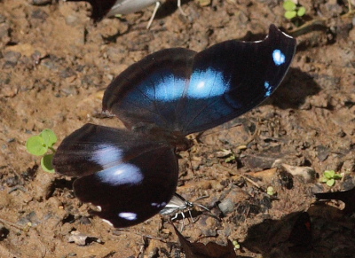 Blue Hookwing, Napeocles jucunda. Caranavi d. 23 january 2010. Photographer, Lars Andersen