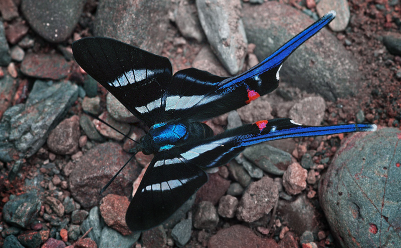 Arcius Swordtail, Rhetus arcius. Caranavi, Yungas, Bolivia d. 16 January 2010. Photographer; Lars Andersen