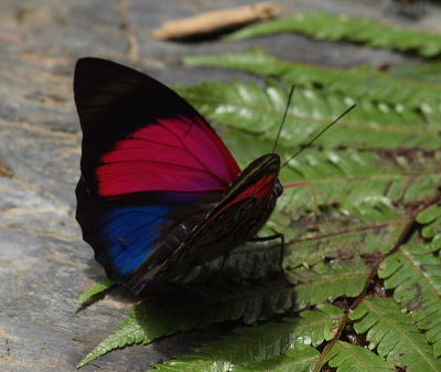 Agrias claudina lugens. Caranavi, Yungas. d. 27 january 2010. Photographer: Lars Andersen