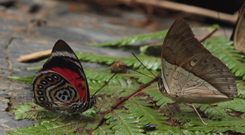 Agrias claudina lugens. Caranavi, Yungas. d. 27 january 2010. Photographer: Lars Andersen