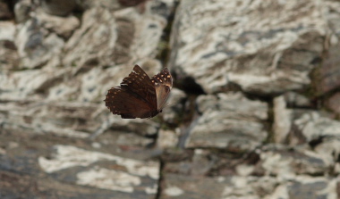 Morpho telemachus (Linnaeus, 1758). Caranavi, Yungas. d.29 January 2010. Photographer: Lars Andersen