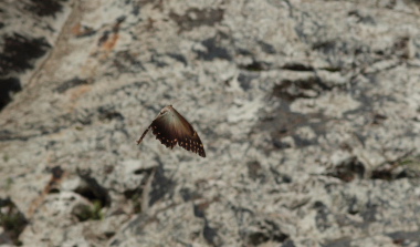 Morpho telemachus (Linnaeus, 1758). Caranavi, Yungas. d.29 January 2010. Photographer: Lars Andersen