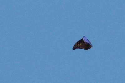 Morpho rhetenor (Cramer, 1775). Caranavi, Yungas. d. 29 January 2010. Photographer: Lars Andersen