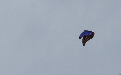 Morpho rhetenor (Cramer, 1775). Caranavi, Yungas. d. 29 January 2010. Photographer: Lars Andersen