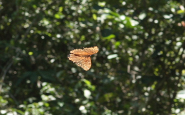 Morpho telemachus (Linnaeus, 1758). Caranavi, Yungas. d.29 January 2010. Photographer: Lars Andersen