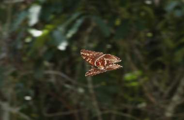 Morpho cisseis (C. & R Felder, 1860). Rio Zongo, Yungas. d. 29 January 2010. Photographer: Lars Andersen