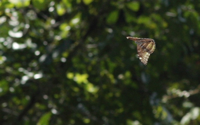 Morpho marcus (Schaller, 1785). Caranavi, Yungas. d. 29 January 2010. Photographer: Lars Andersen