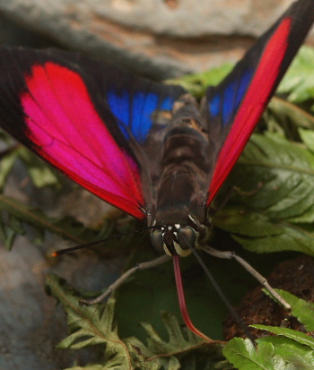 Agrias claudina lugens. Caranavi, Yungas. d. 29 january 2010. Photographer: Lars Andersen