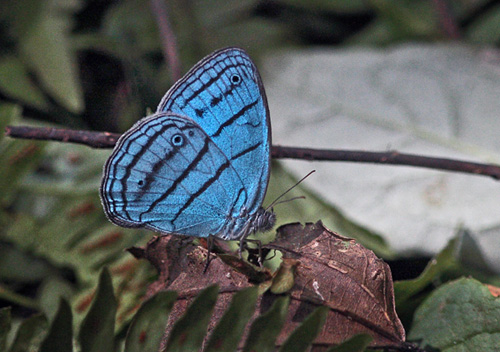 Blue Ringlet, Cepheuptychia cephus.. Choro 31 January 2010. Photographer; Lars Andersen