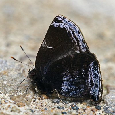 Black Hairstreak, Ocaria elongata. Kori Wayku inca trail, Yungas, Bolivia d. 1 february 2010. Photographer; Lars Andersen