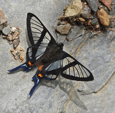 Chorinea sylphina. Kori Wayku inca trail, Yungas, Bolivia d. 1 february 2010. Photographer; Lars Andersen