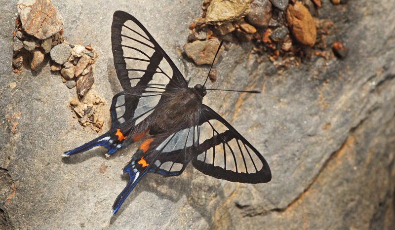 Chorinea sylphina. Kori Wayku inca trail, Yungas, Bolivia d. 1 february 2010. Photographer; Lars Andersen