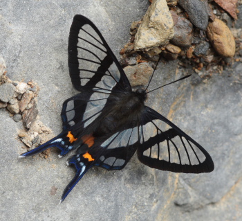 Chorinea sylphina. Kori Wayku inca trail, Yungas, Bolivia d. 1 february 2010. Photographer; Lars Andersen