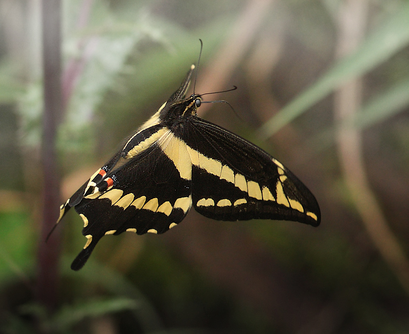 Bjergsvalehale, Heraclides paeon i flugt. Teknik; lb med kameraet helt op i sommerfuglen og serieskyde.. Kori Wayku inca trail, Yungas, Bolivia d. 1 februar 2010. Fotograf; Lars Andersen