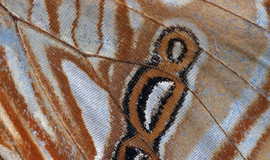 Mountains Morphos, Morpho sulowskyi male. The old railroad / Kori Wayku inca trail, Yungas, elev. 2300 m. 1 February 2010. Photographer: Lars Andersen 