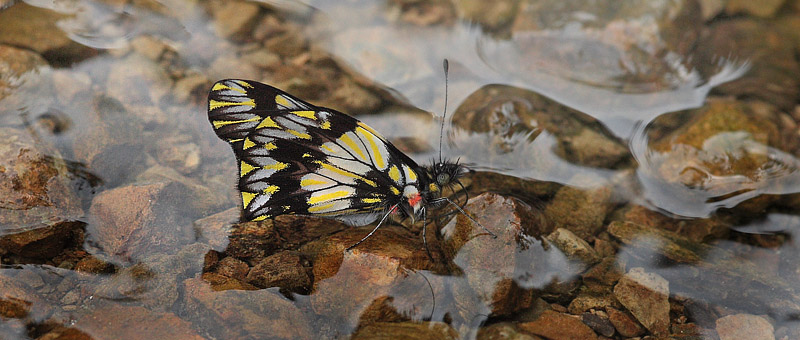 Watkin's Dartwhite (Catasticta watkinsi). Kori Wayku inca trail, Yungas, Bolivia d. 1 february 2010. Photographer; Lars Andersen