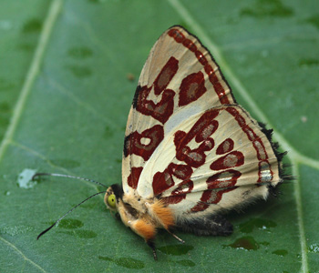 Anteros kupris aureocultus. Kori Wayku inca trail, Yungas, Bolivia. d. 2 Febrary 2010. photographer; Lars Andersen