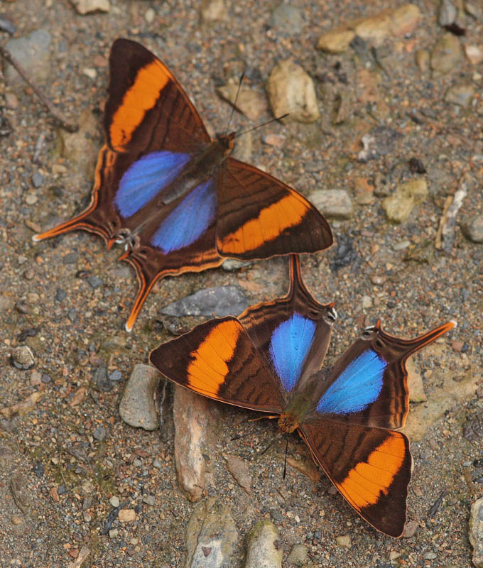 Orange-banded Duke, Siseme atrytone (Thieme, 1907).  Ecovia, Kori Wayku inca trail 1987m., Yungas. d. 3 february 2010. Photographer: Lars Andersen