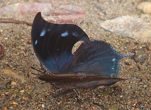 Boisduval's Leafwing, Memphis moruus. Kori Wayku inca trail, Coroico, Yungas. d. 3 February 2010. Photographer: Lars Andersen