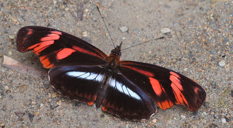 Angle-winged Telesiphe, Podotricha telesiphe telesiphe (Hewitson, 1867). Ecovia, Kori Wayku inca trail 1987m., Yungas. d. 3 february 2010. Photographer: Lars Andersen