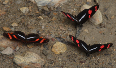 Podotricha telesiphe & Heliconius telesiphe.Kori Wayku inca trail, Yungas, Bolivia d. 3 February 2010. Photographer: Lars Andersen