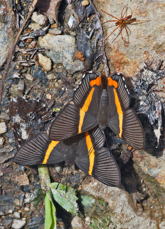 Orange-banded Duke, Siseme atrytone (Thieme, 1907).  Ecovia, Kori Wayku inca trail 1987m., Yungas. d. 3 february 2010. Photographer: Lars Andersen