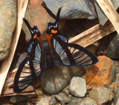 Chorinea sylphina. Sacramento Alto, Yungas, Bolivia d. 4 february 2010. Photographer; Lars Andersen