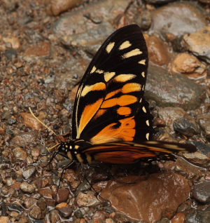 Pterourus zagreus chrysomelus. Caranavi d. 8 january 2010. Photographer; Lars Andersen 