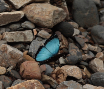 Morpho helenor leontius (Le Moult & Ral, 1962). Caranavi, Yungas. d. 8 January 2010. Photographer: Lars Andersen