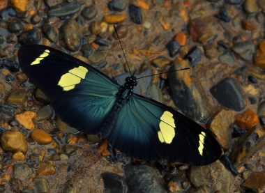 Wallace's Longwing, Heliconius wallacei. Caranavi, Yungas, Bolivia d. 8 January 2010. Photographer: Lars Andersen