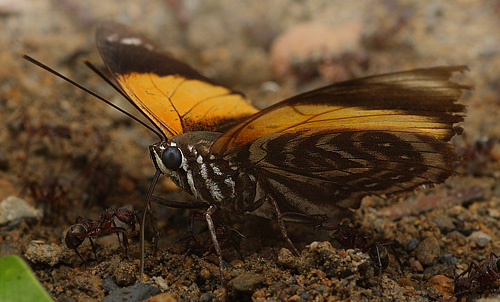 Agrias amydon boliviensis. Caranavi, Yungas. d. 12 january 2010. Photographer: Lars Andersen