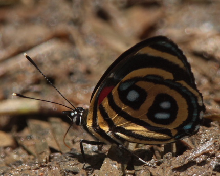 False Numberwing, Paulogramma pyracmon.  Caranavi, Yungas. d. 13 January 2010. Photographer: Lars Andersen