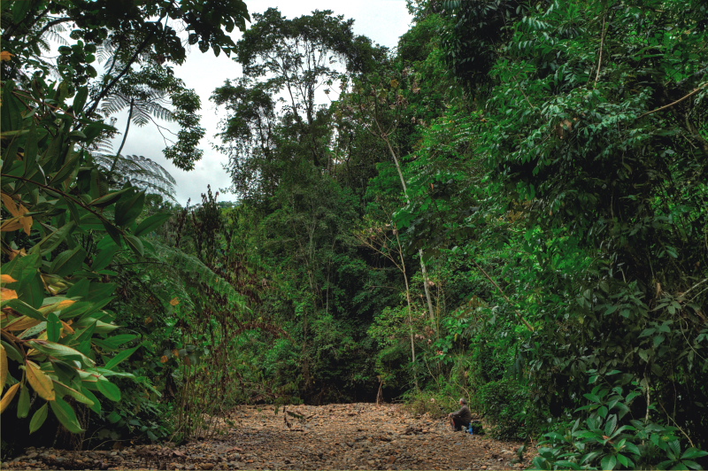 Peter is waiting for the rare Anaea and Agrias comes to bait. Caranavi, Yungas. d. 15 january 2010. Photographer: Lars Andersen